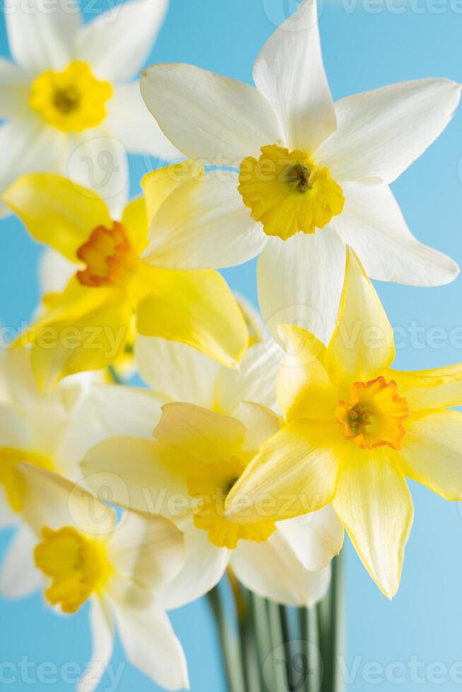 White and yellow daffodils on a blue background. Flower with orange center. Spring flowers. A simple daffodil bud. Narcissus bouquet. photo