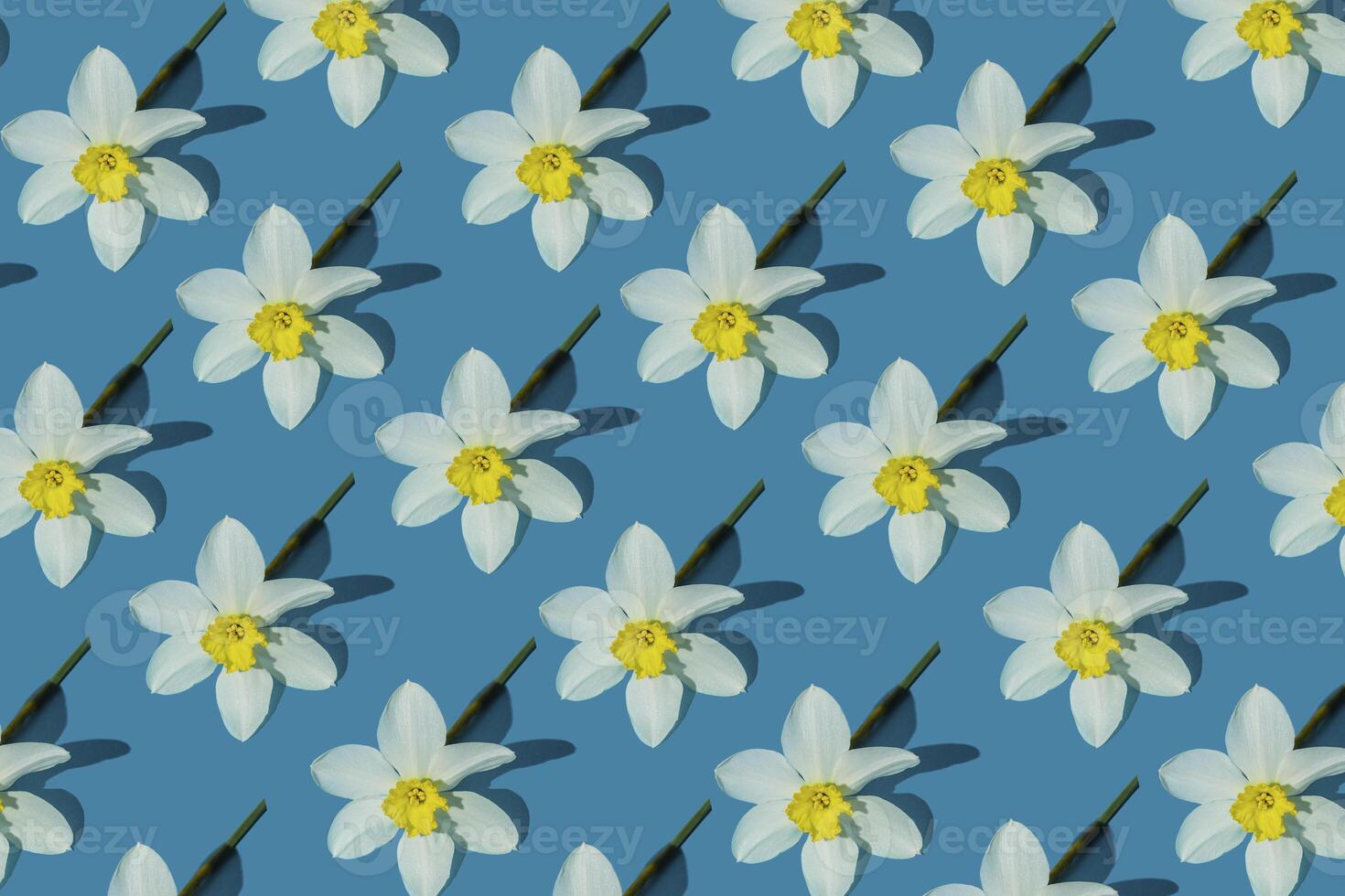 Flowers yellow narcissus background. White and yellow daffodil. Floral concept. photo