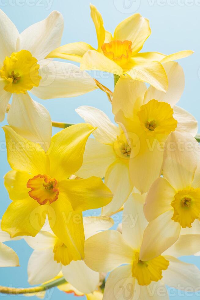 White and yellow daffodils on a blue background. Flower with orange center. Spring flowers. A simple daffodil bud. Narcissus bouquet. photo