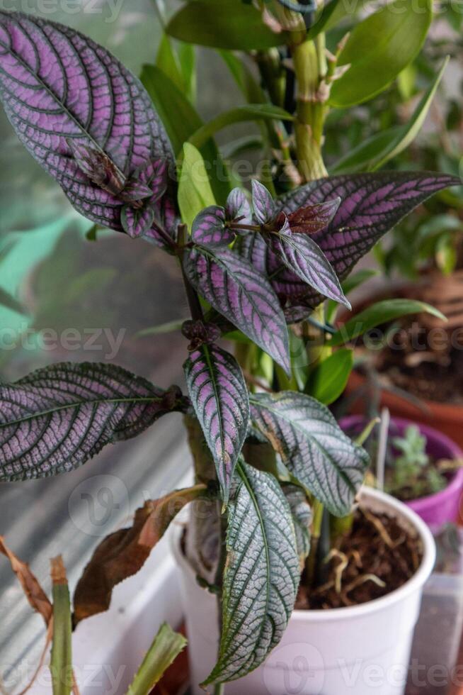 Strobilanthes dyerianus leaves plant. Flower at pot. photo