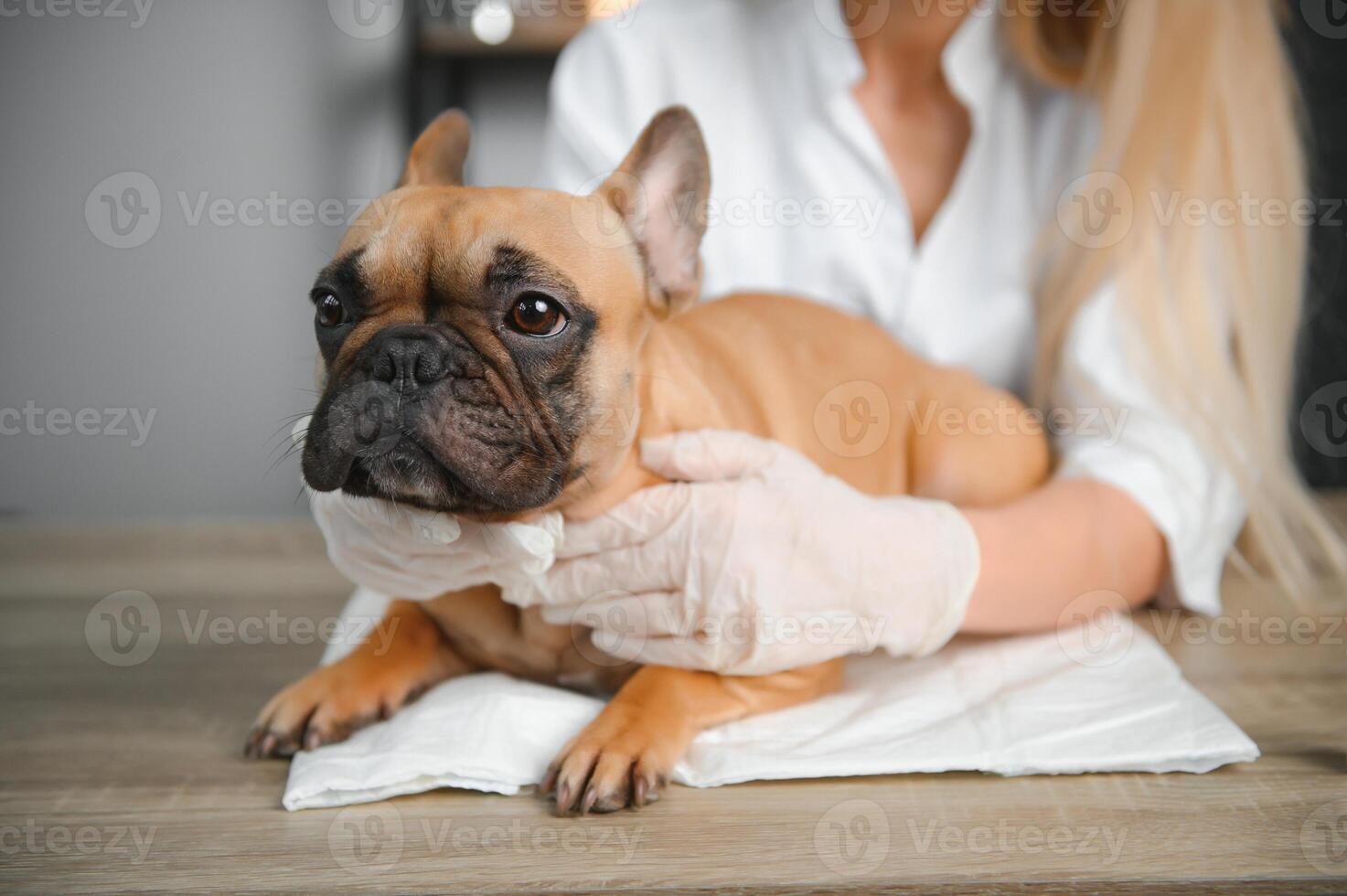 medicine, pet care and people concept - close up of french bulldog dog and veterinarian doctor hand at vet clinic. photo