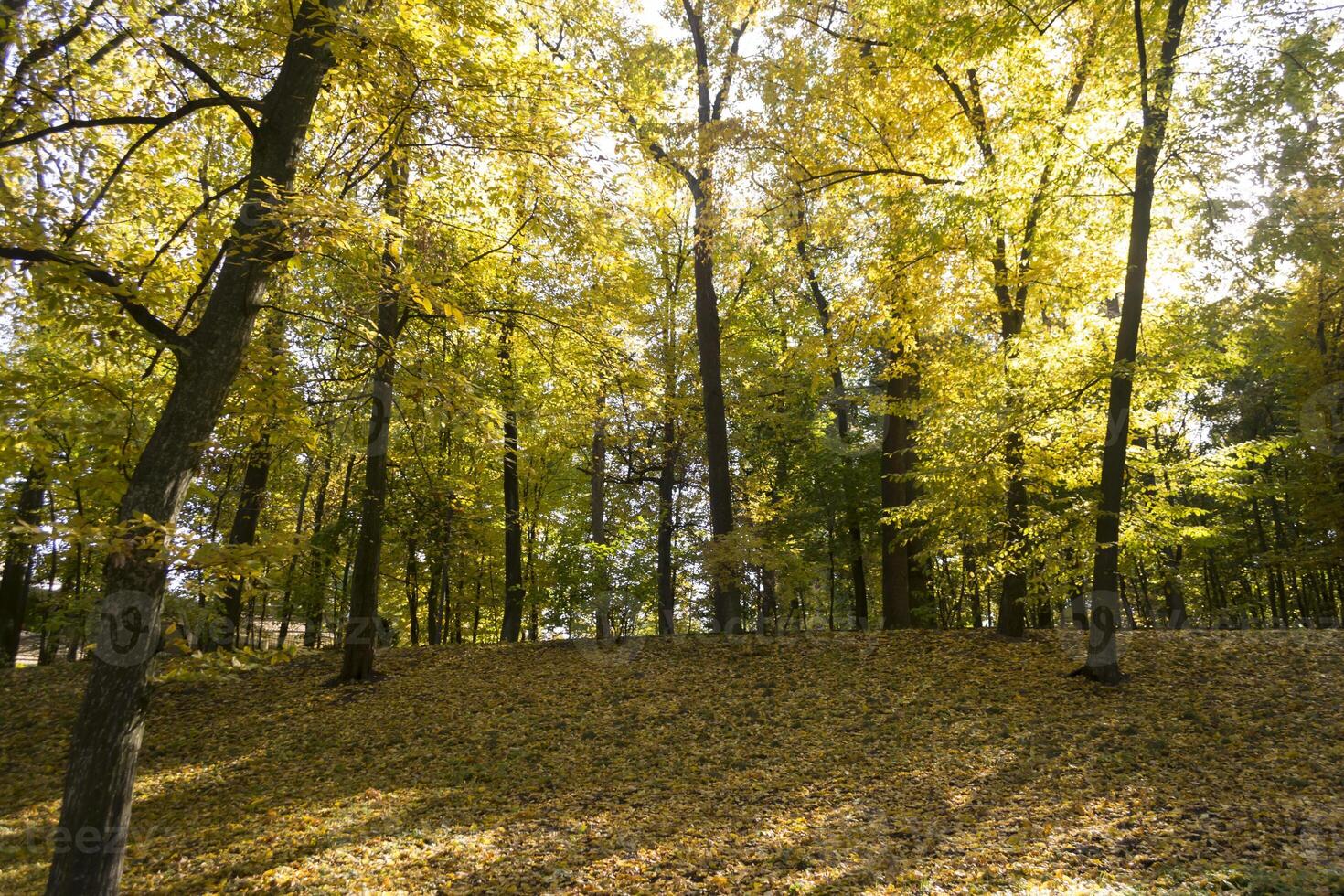Autumn park. Yellow foliage. Beautiful and peaceful place. Autumn landscape. photo
