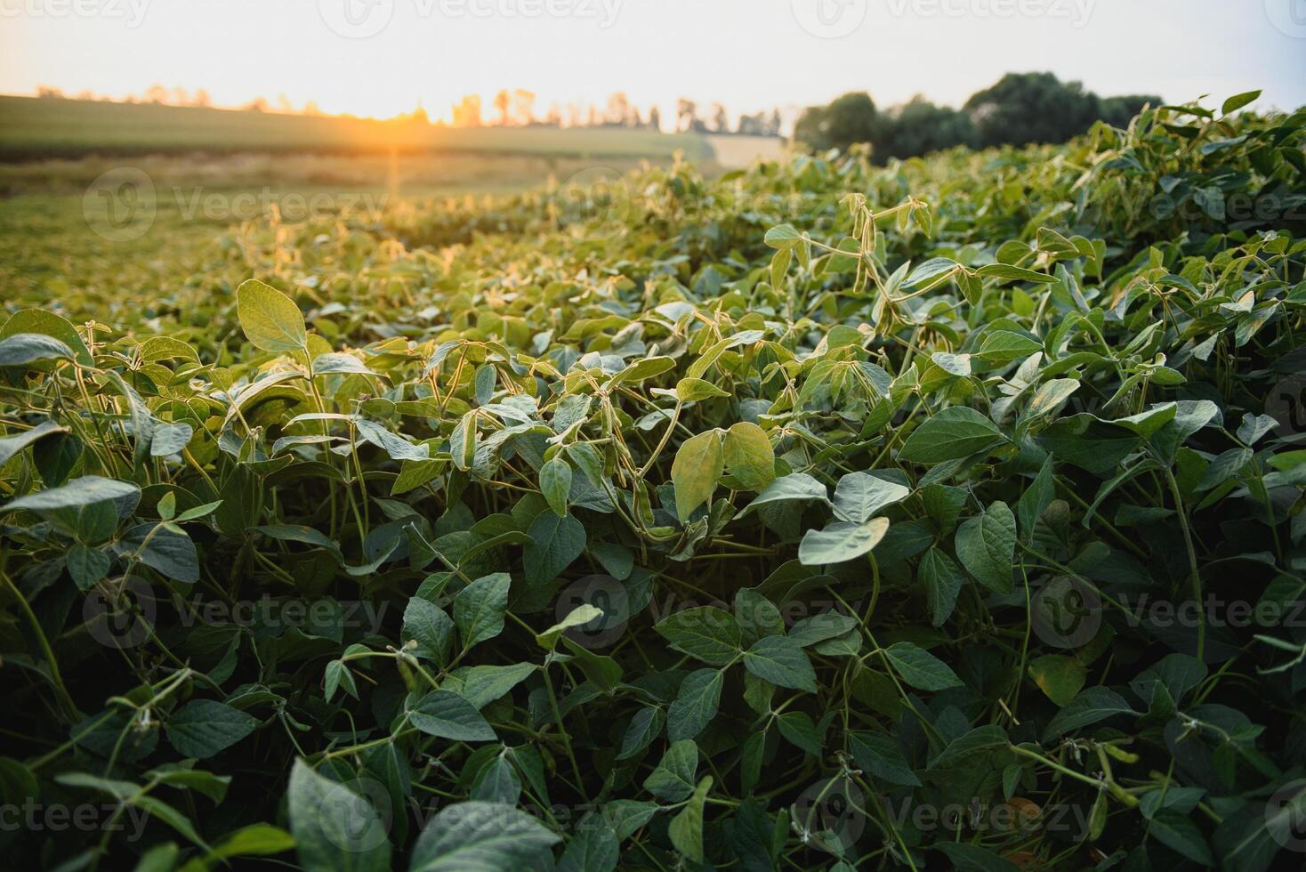 Open soybean field at sunset.Soybean field . photo