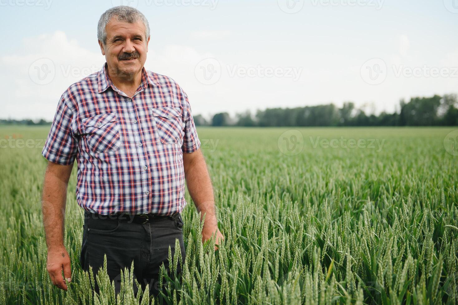 Portrait of senior farmer standing in green wheat field. photo