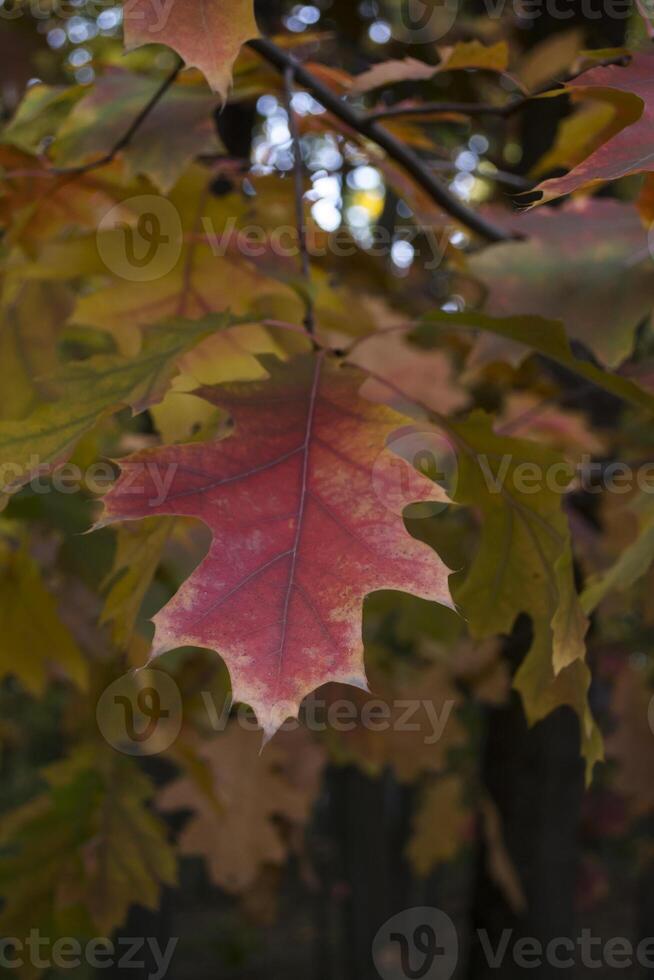 el roble hojas a otoño parque, cerca arriba. hermosa otoño antecedentes. foto