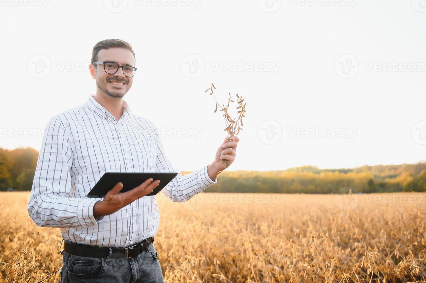 A farmer inspects a soybean field. The concept of the harvest. photo