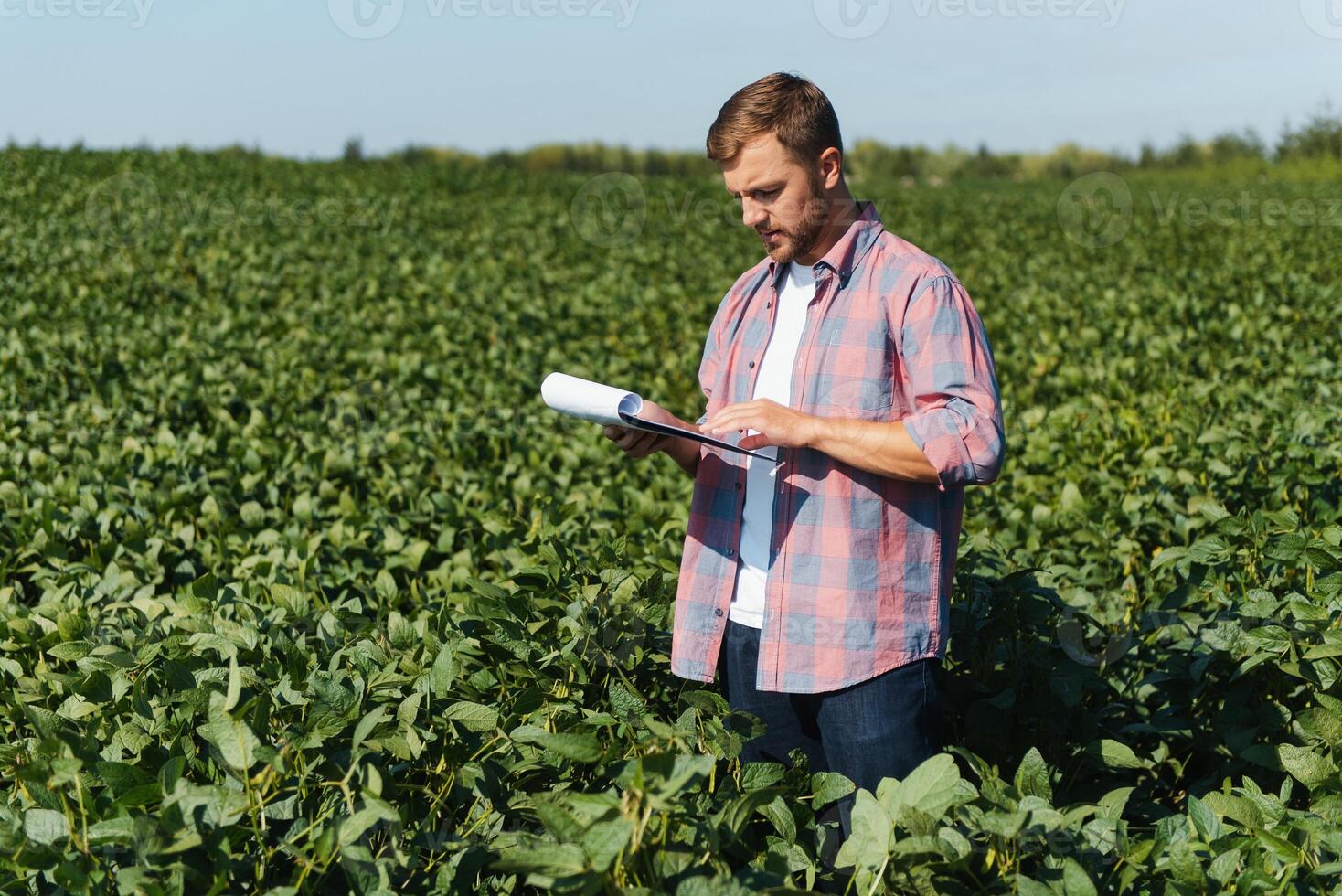 agrónomo inspeccionando soja frijol cultivos creciente en el granja campo. agricultura producción concepto. joven agrónomo examina haba de soja cosecha en campo en verano. granjero en haba de soja campo foto