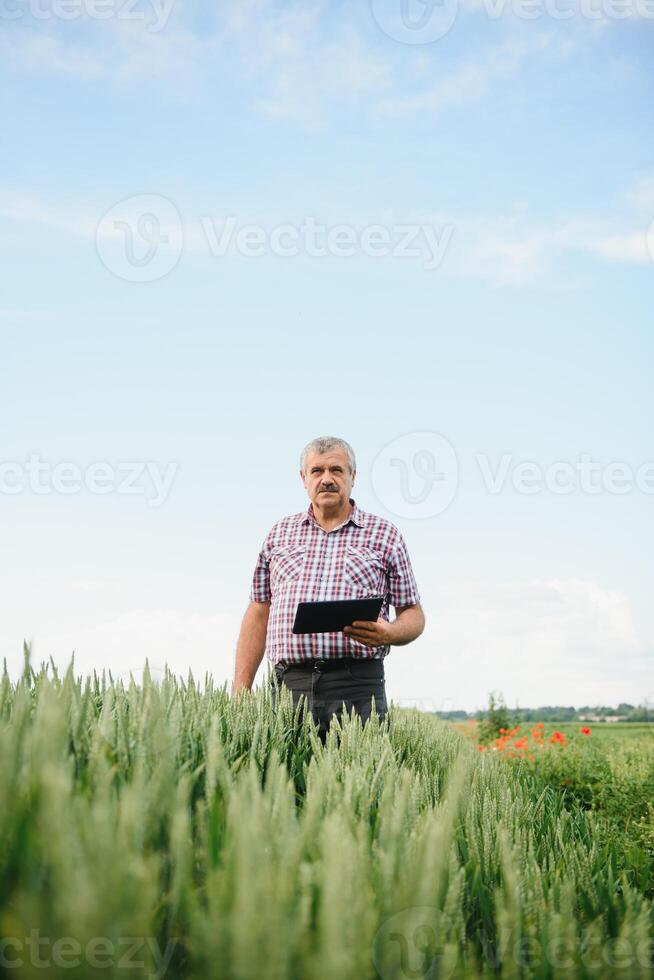 Portrait of senior farmer standing in green wheat field. photo