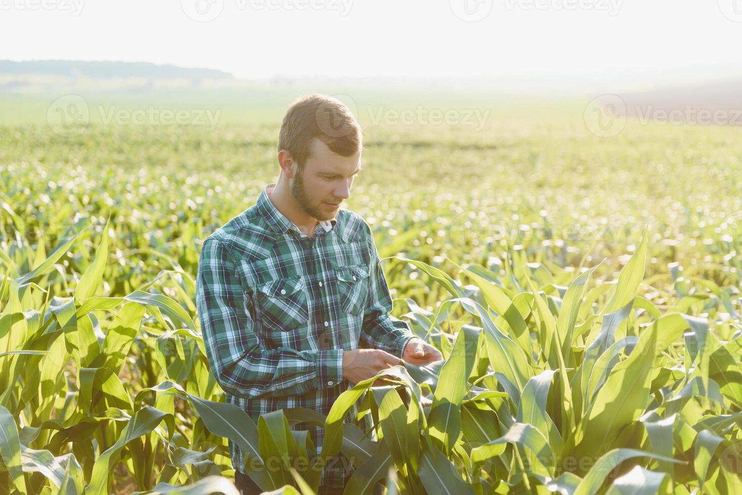 Happy young farmer or agronomist using tablet in corn field. Irrigation system in the background. Organic farming and food production photo