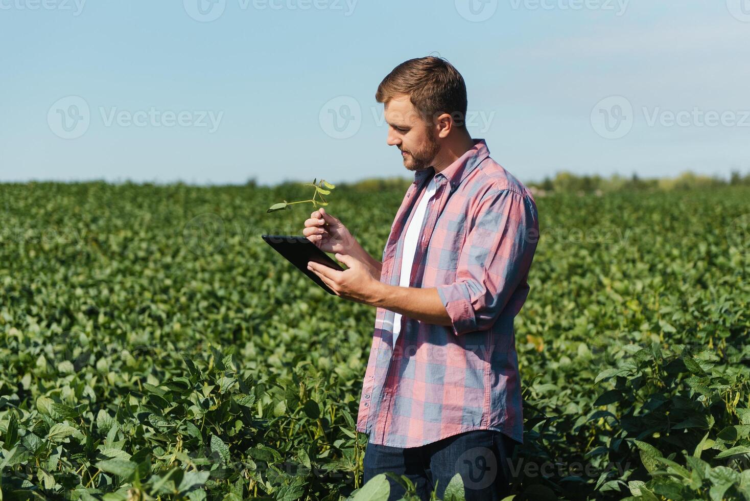 Young handsome agriculture engineer on soybean field with tablet in hands in early summer photo