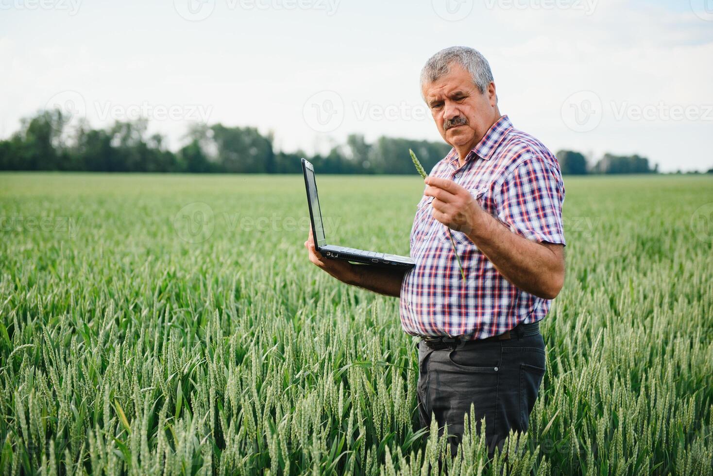 modern farmer checking his wheat field and working on laptop computer. photo