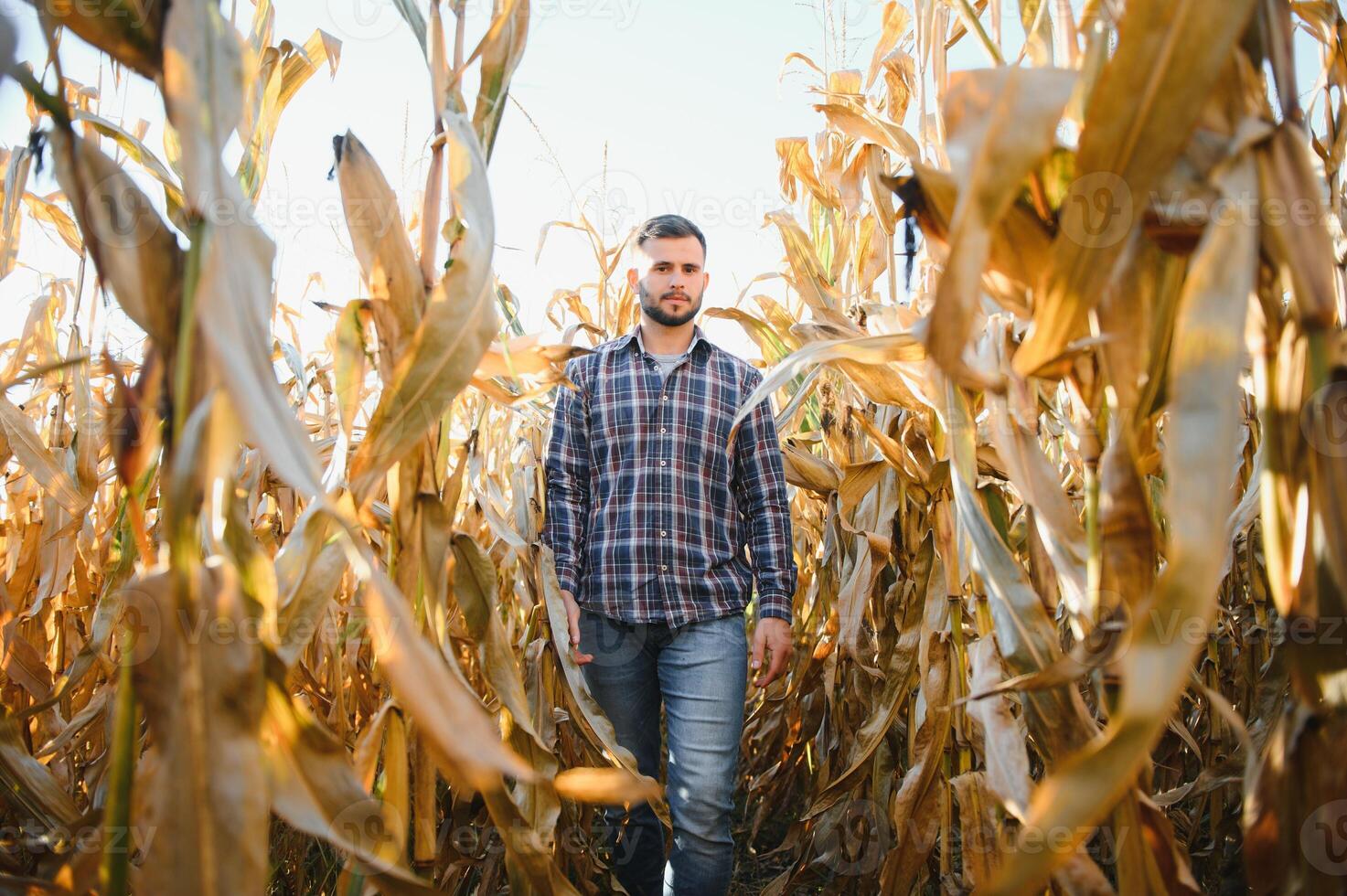 A man inspects a corn field and looks for pests. Successful farmer and agro business photo