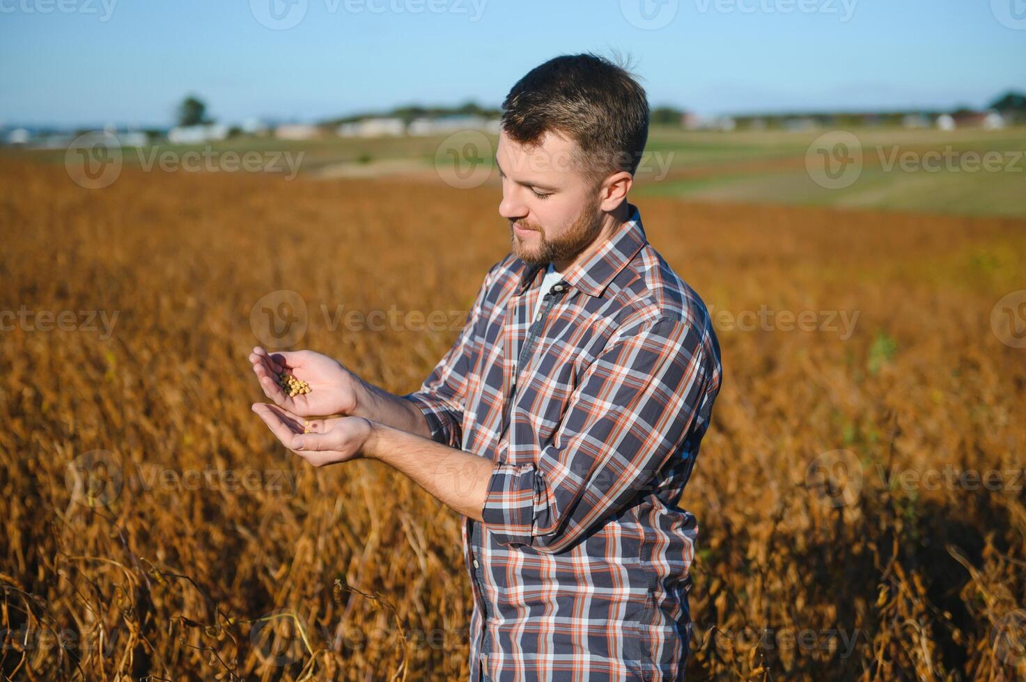 Handful of Soy beans in farmer hands on field background evening sunset time. Copy space for text photo