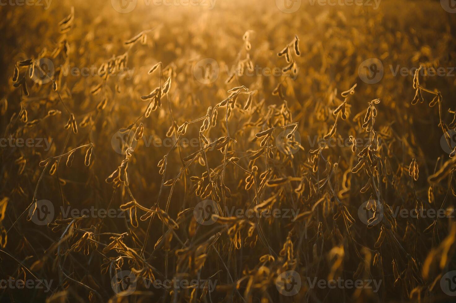 Mature soybean pods, back-lit by evening sun. Soy agriculture photo