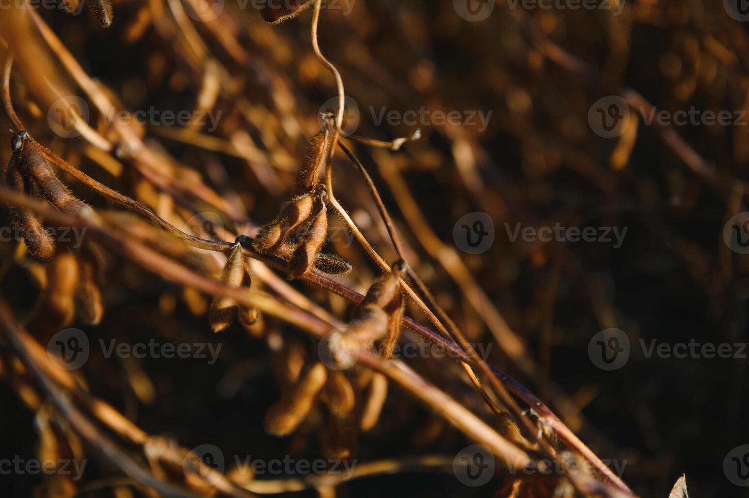 Soy field and ripe soy plants at sunrise. Soy agriculture photo