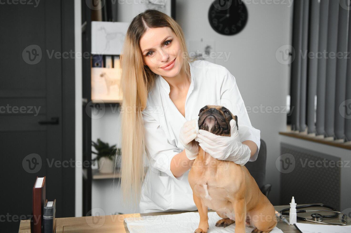 cheerful young veterinary taking care and examining a beautiful pet dog french bulldog photo