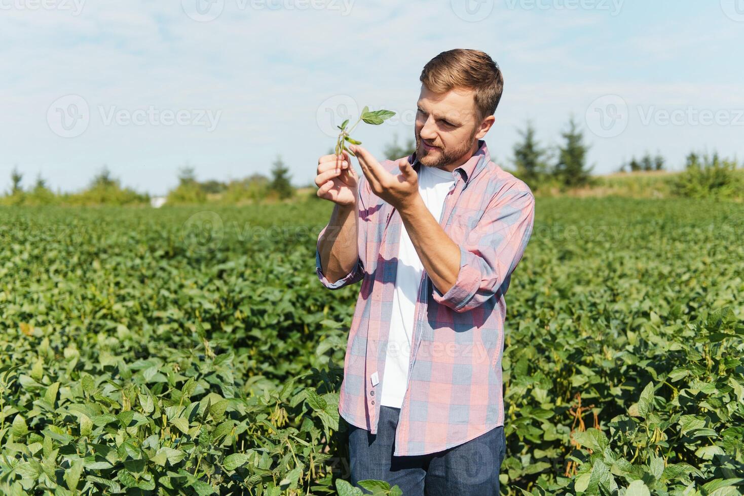 A farmer inspects a green soybean field. The concept of the harvest photo