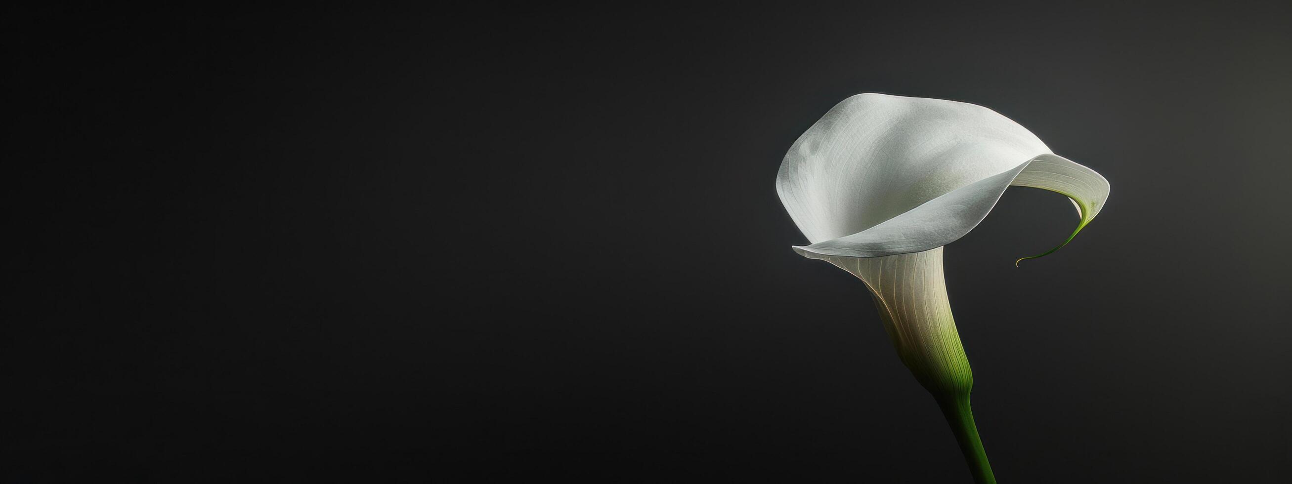 AI generated calla lily on black background photo