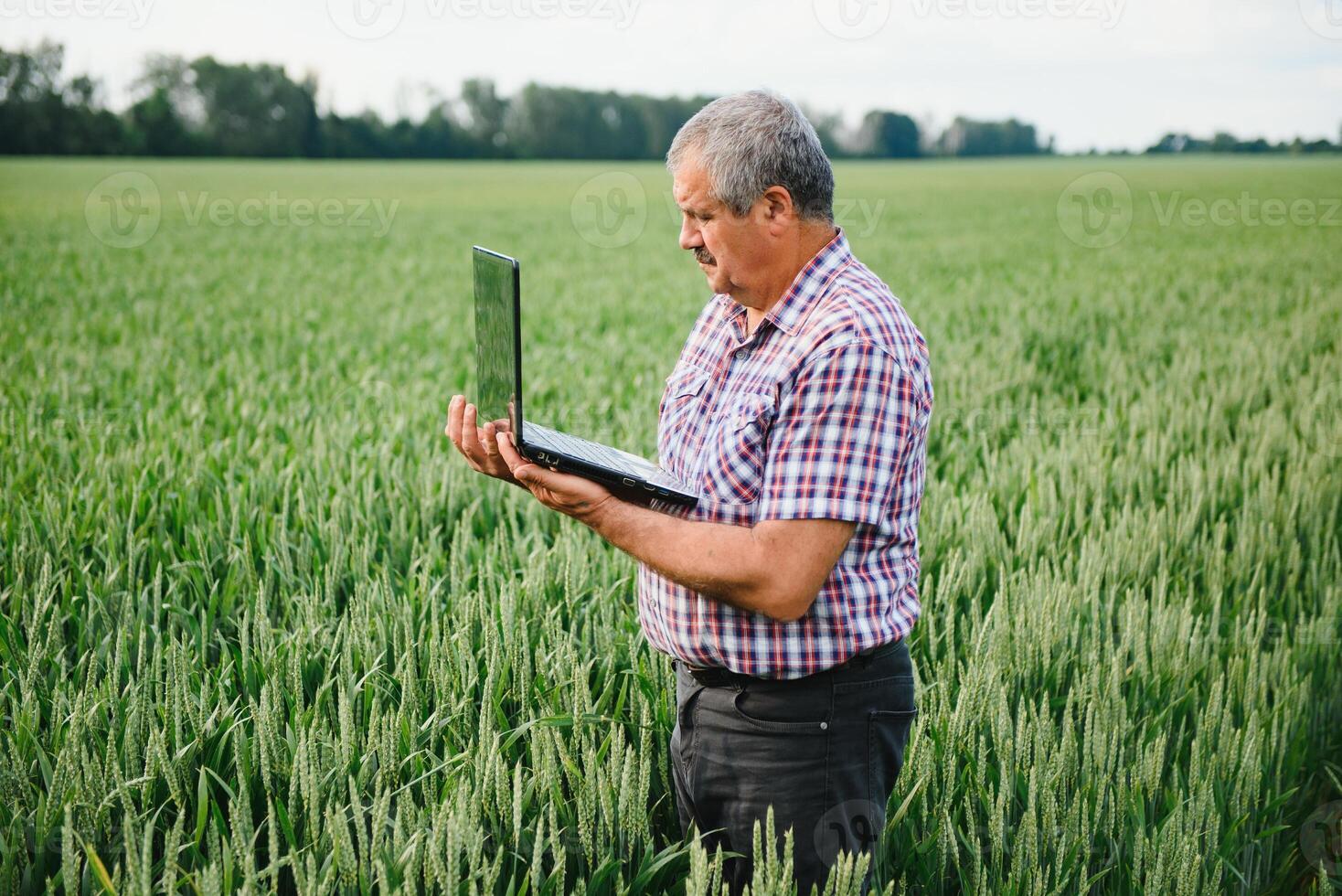 granjero con ordenador portátil inspeccionando trigo en el campo. foto