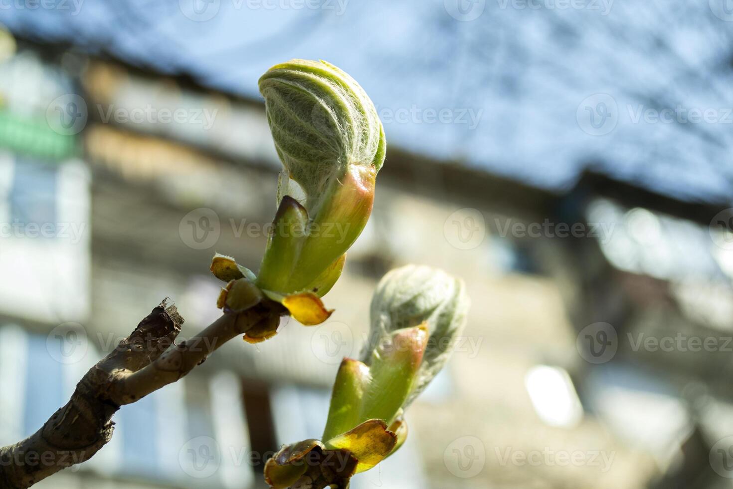 Beautiful spring buds. Seasonal blooming macro. photo