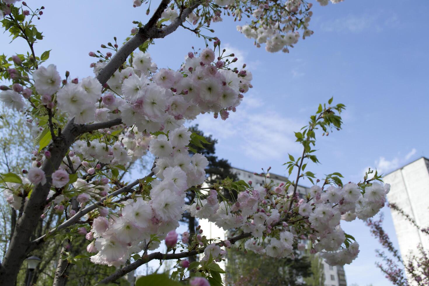 White bunches of a blooming sakura tree against a green grass background. Macro shot. photo