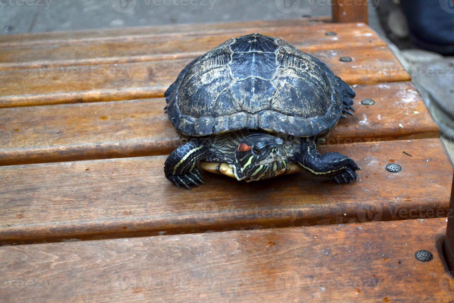 Headshot of a Japanese turtle. photo