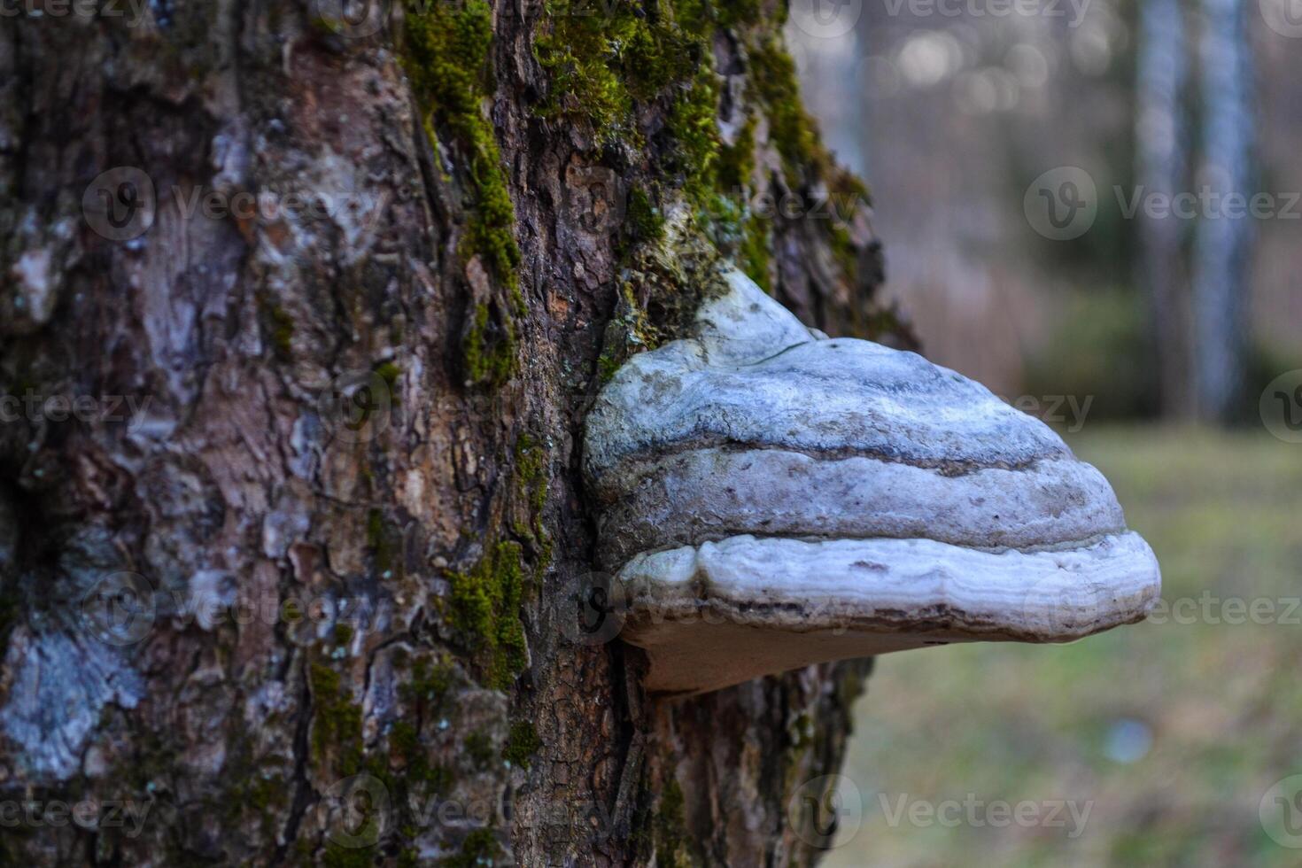 The mushroom on the trunk of tree photo