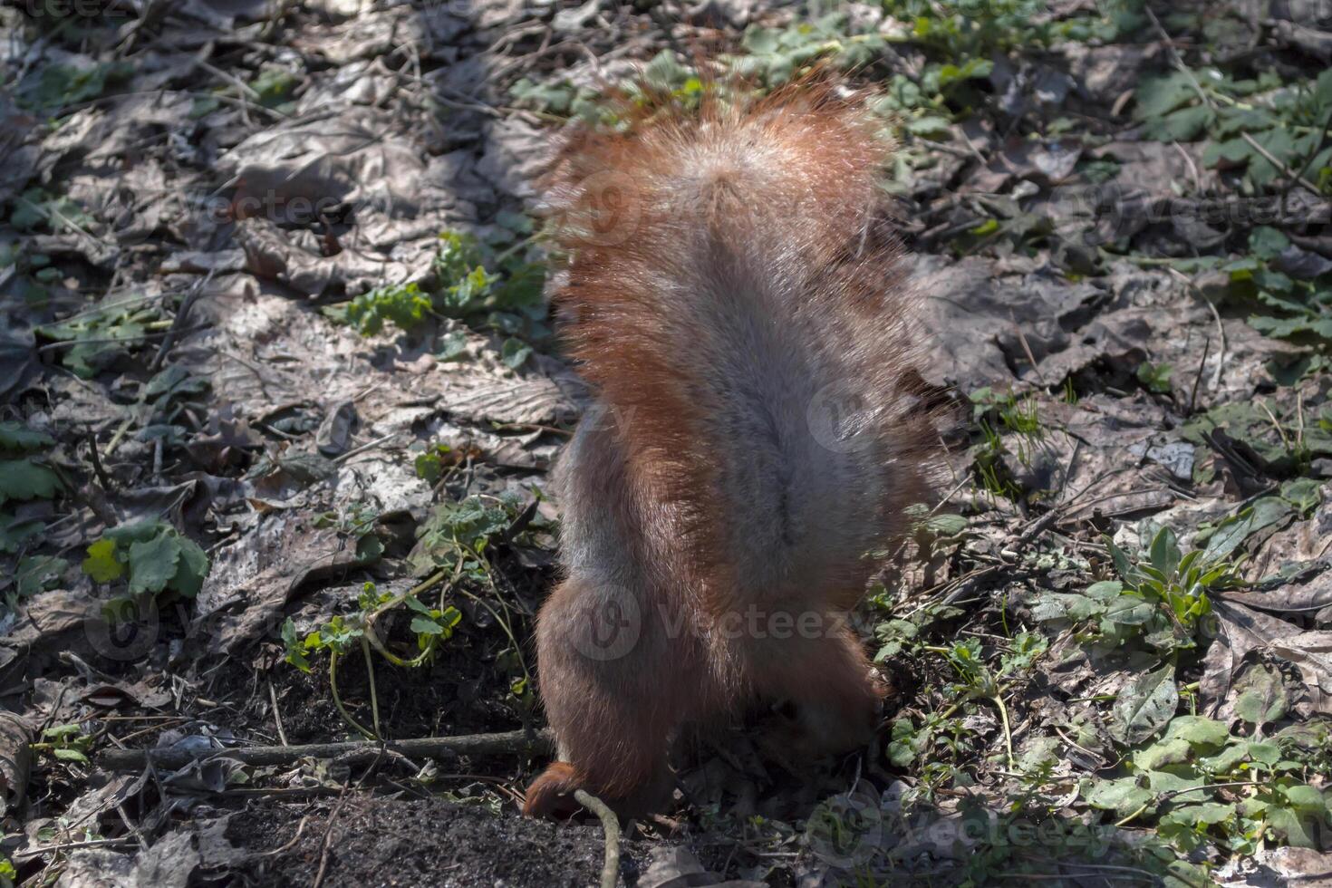 Cute red squirrel runs on the ground in a forest. photo