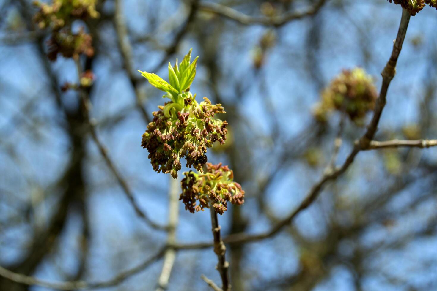 Beautiful spring buds. Seasonal blooming macro. photo