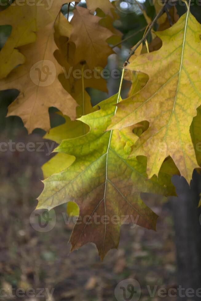 The oak leaves at autumn park, close up. Beautiful autumn background. photo