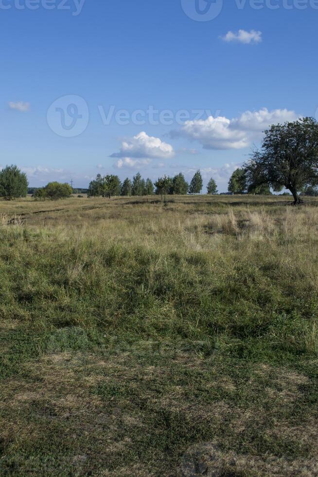 Summer field scenery landscape. photo