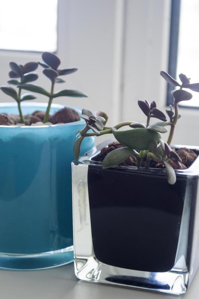 The pots with flowers on the window sill. photo