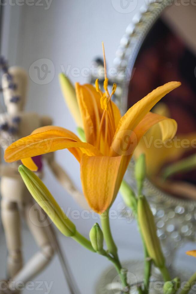 The orange lily near mirror. Flowers and mirror reflection. photo