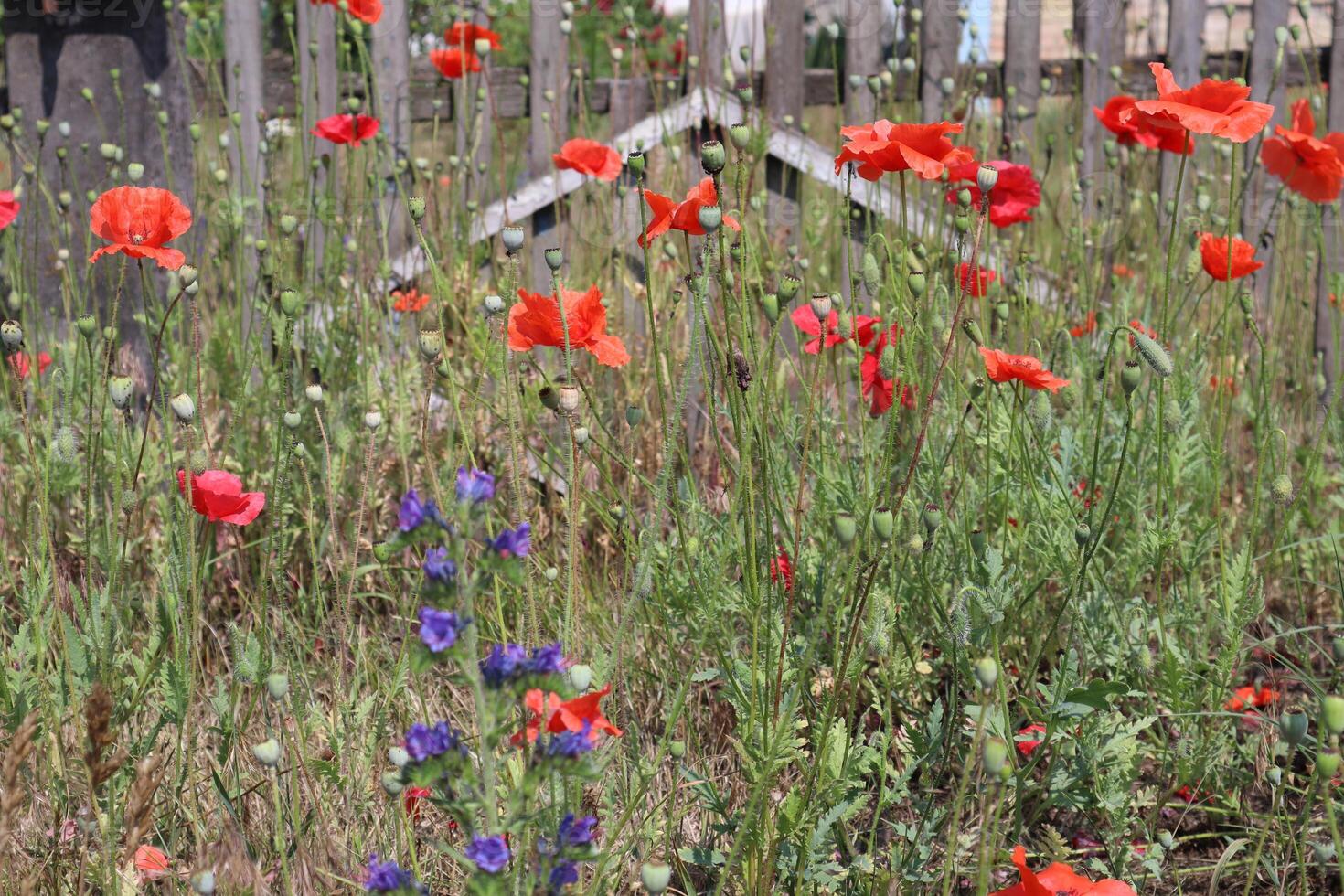 Red poppy in the field, close up. photo