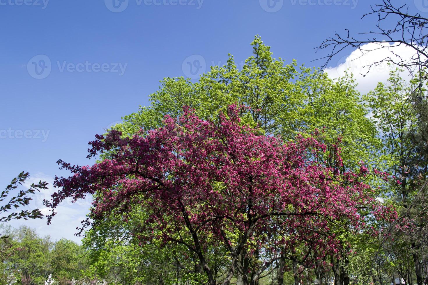 Pink blossom branches of cherry tree. Macro shot. Beauty of nature at spring. photo