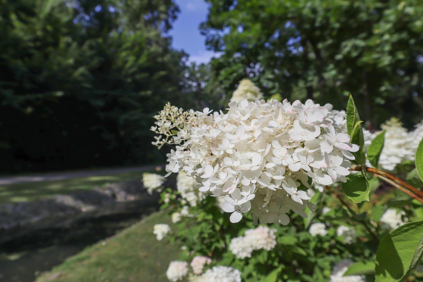 White hydrangea in bloom. photo