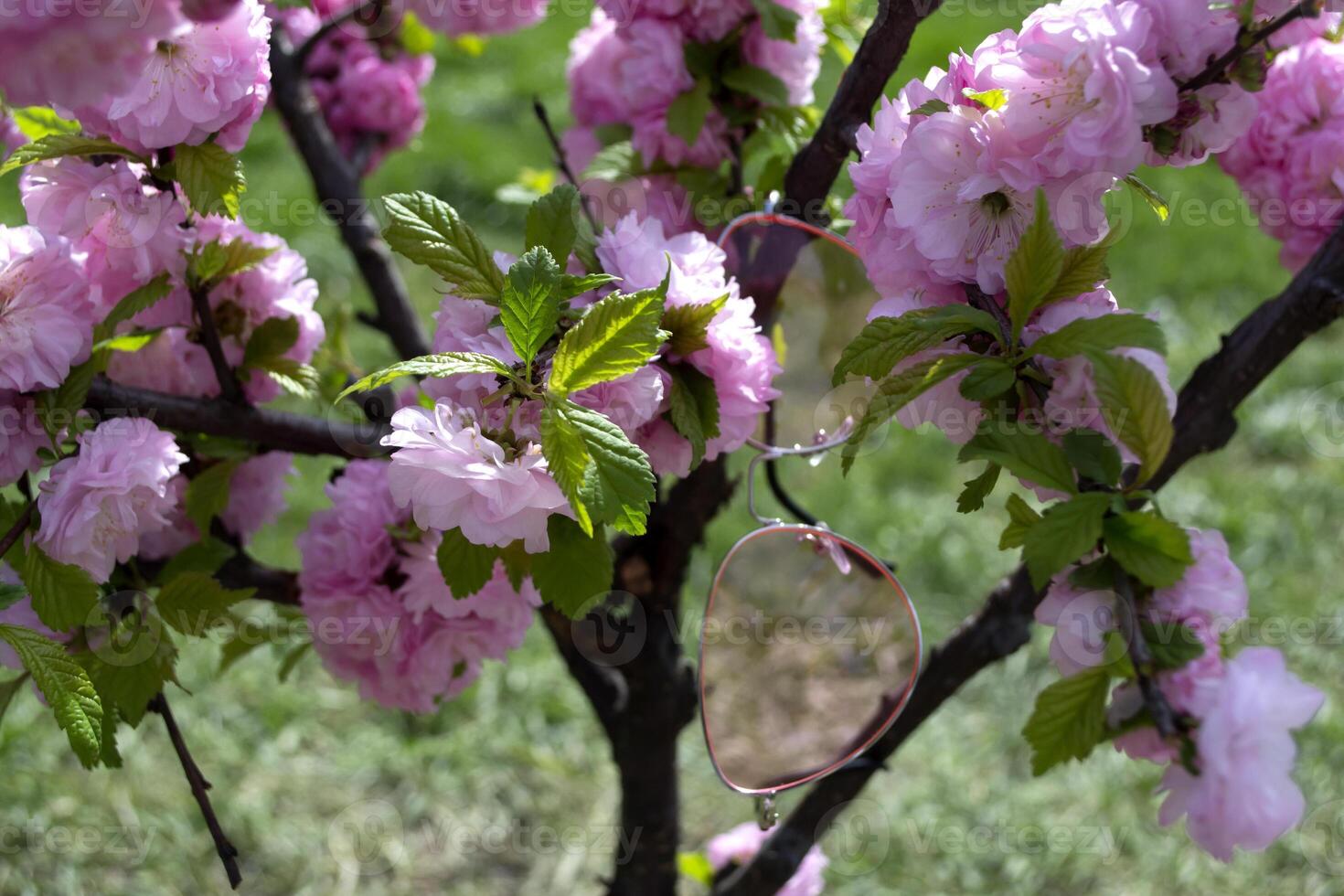 A pink bunches of a blooming sakura tree against a green grass background. Macro shot. photo