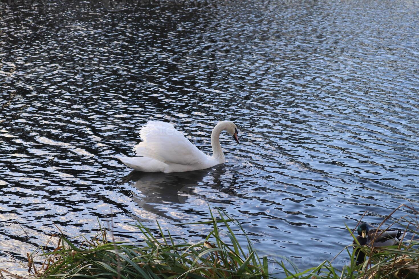 White swan on the lake. photo