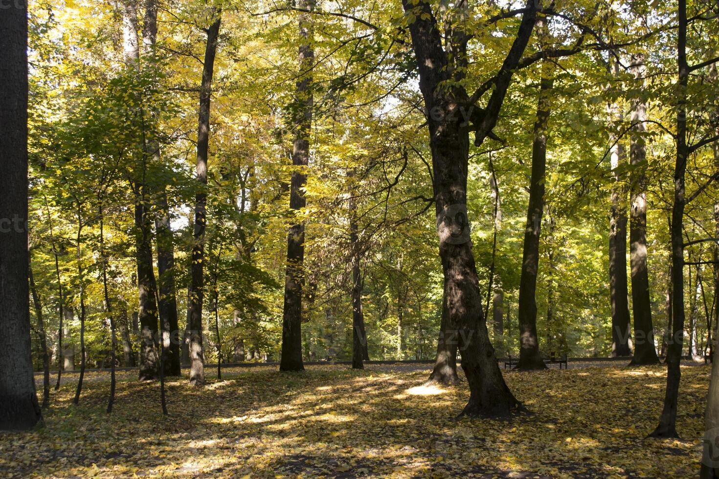 Autumn park. Yellow foliage. Beautiful and peaceful place. Autumn landscape. photo