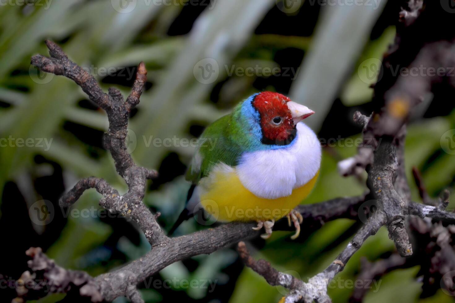 Colorful tropical parrot sitting on the branch. photo