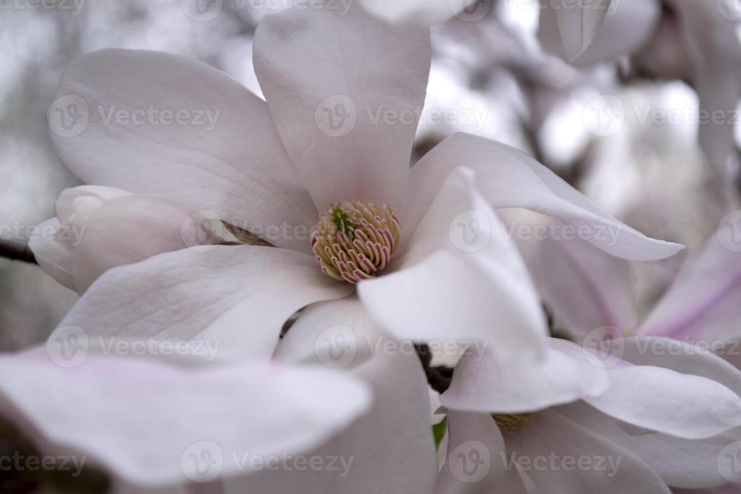 The blossom of rose magnolia macro. Magnolia blooming. photo