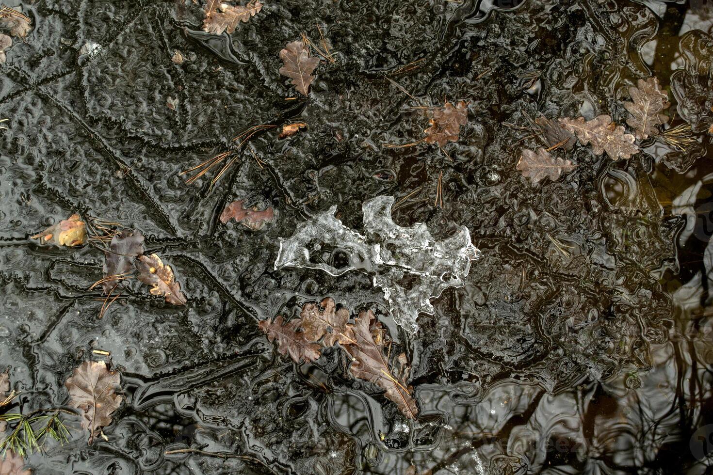 Oak leaves in the ice water. photo