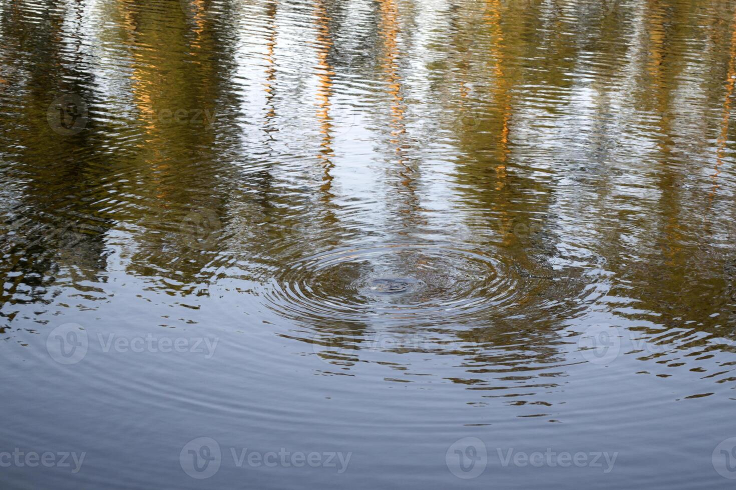 Circles on the lake water. photo