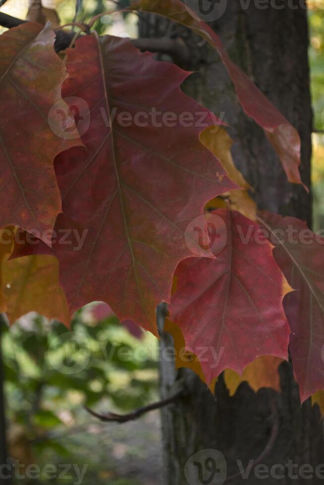 The oak leaves at autumn park, close up. Beautiful autumn background. photo