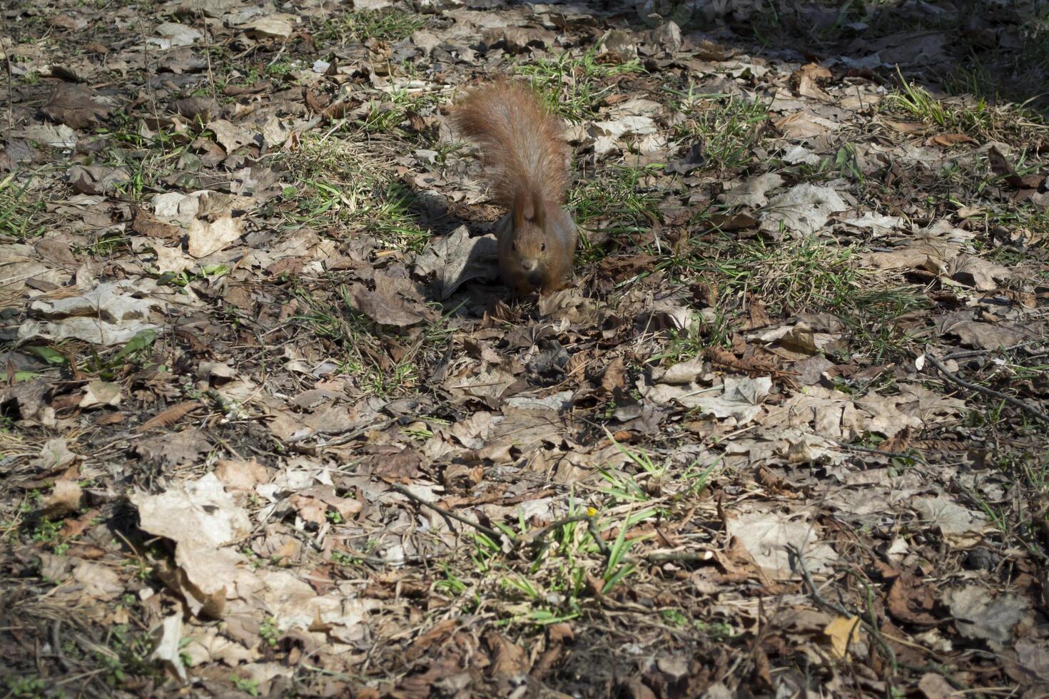 Cute red squirrel runs on the ground in a forest. photo