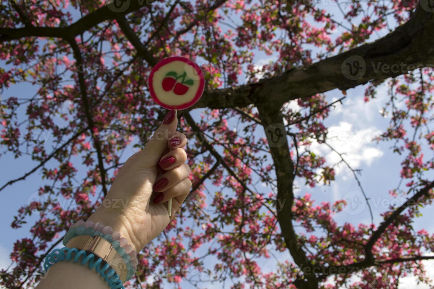 Lollipop in woman's hand against a blooming cherry tree background. photo