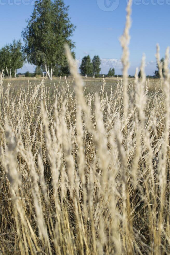 A dry plant in a summer field of countryside. photo