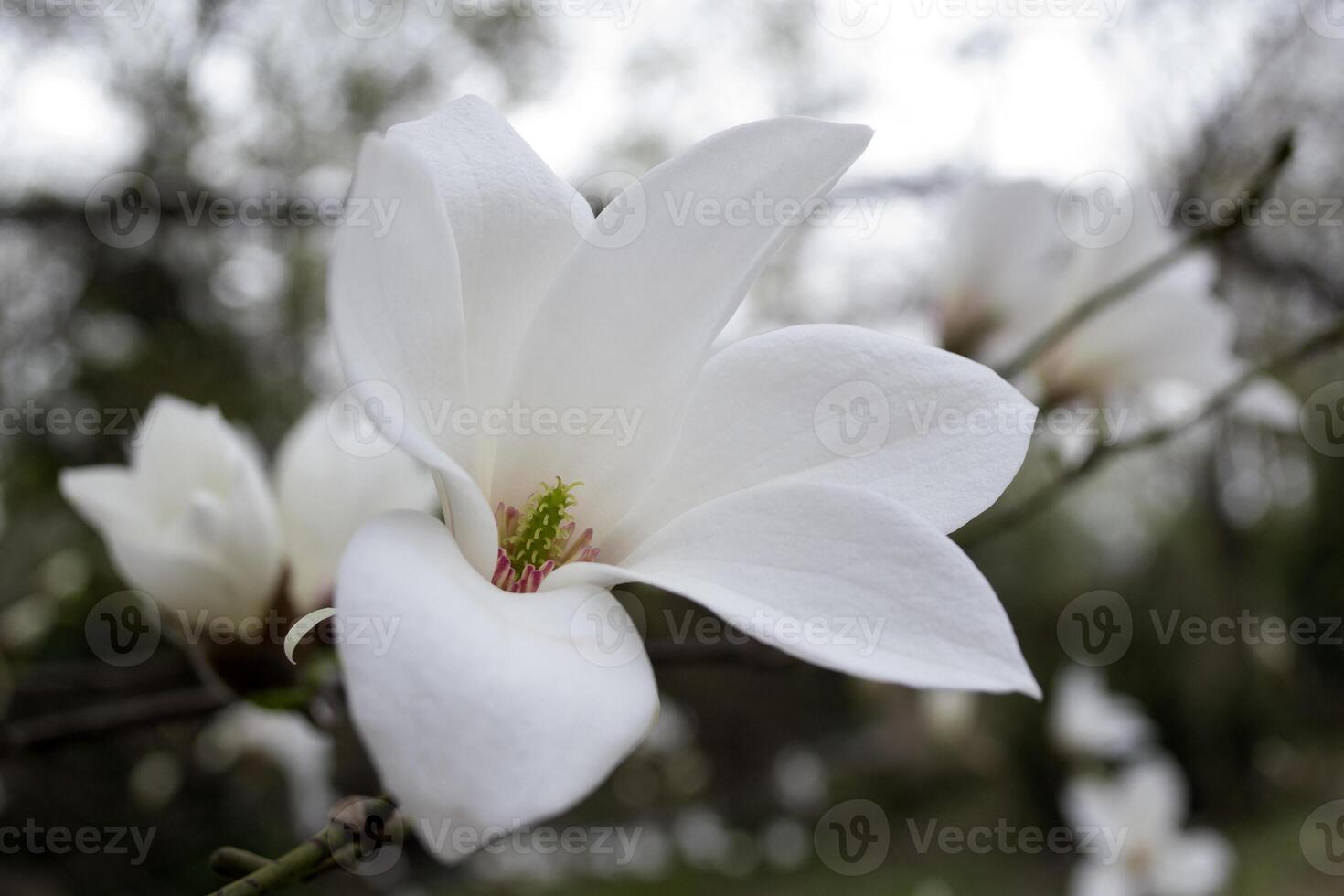 The blossom of white magnolia. photo