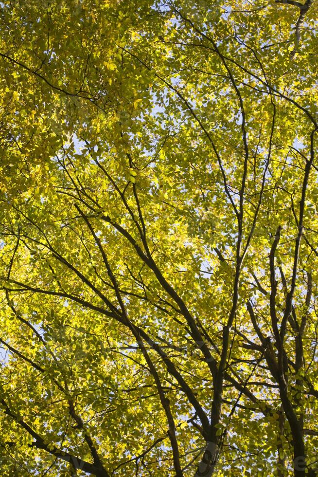 The golden branches of autumn trees reach up to the sky photo