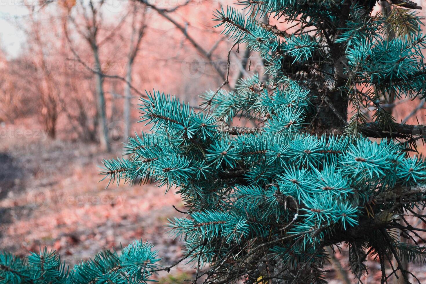 Blue spruce background. Blue srpuce texture. photo